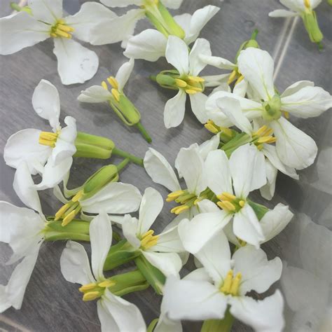 white edible flowers in hawaii